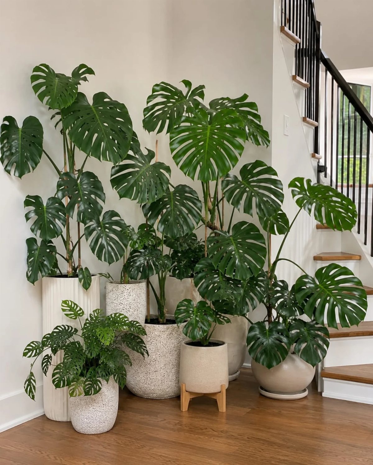 Large Monstera plants in textured ceramic pots arranged on a wooden floor near a staircase.